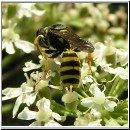 Ectemnius lituratus - Grabwespe w02.jpg